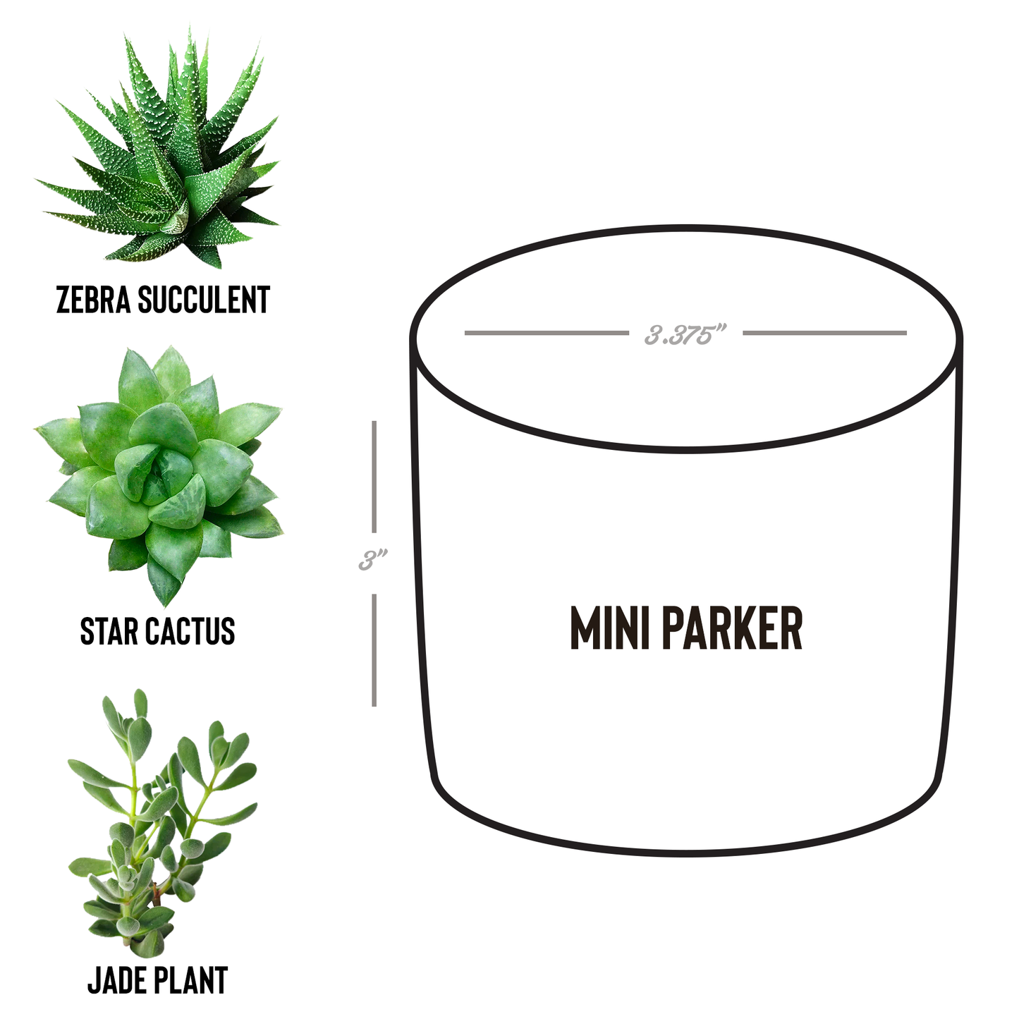 Play_In_Dirt_Desk_Planter_Parker_Spec_Mockup.png