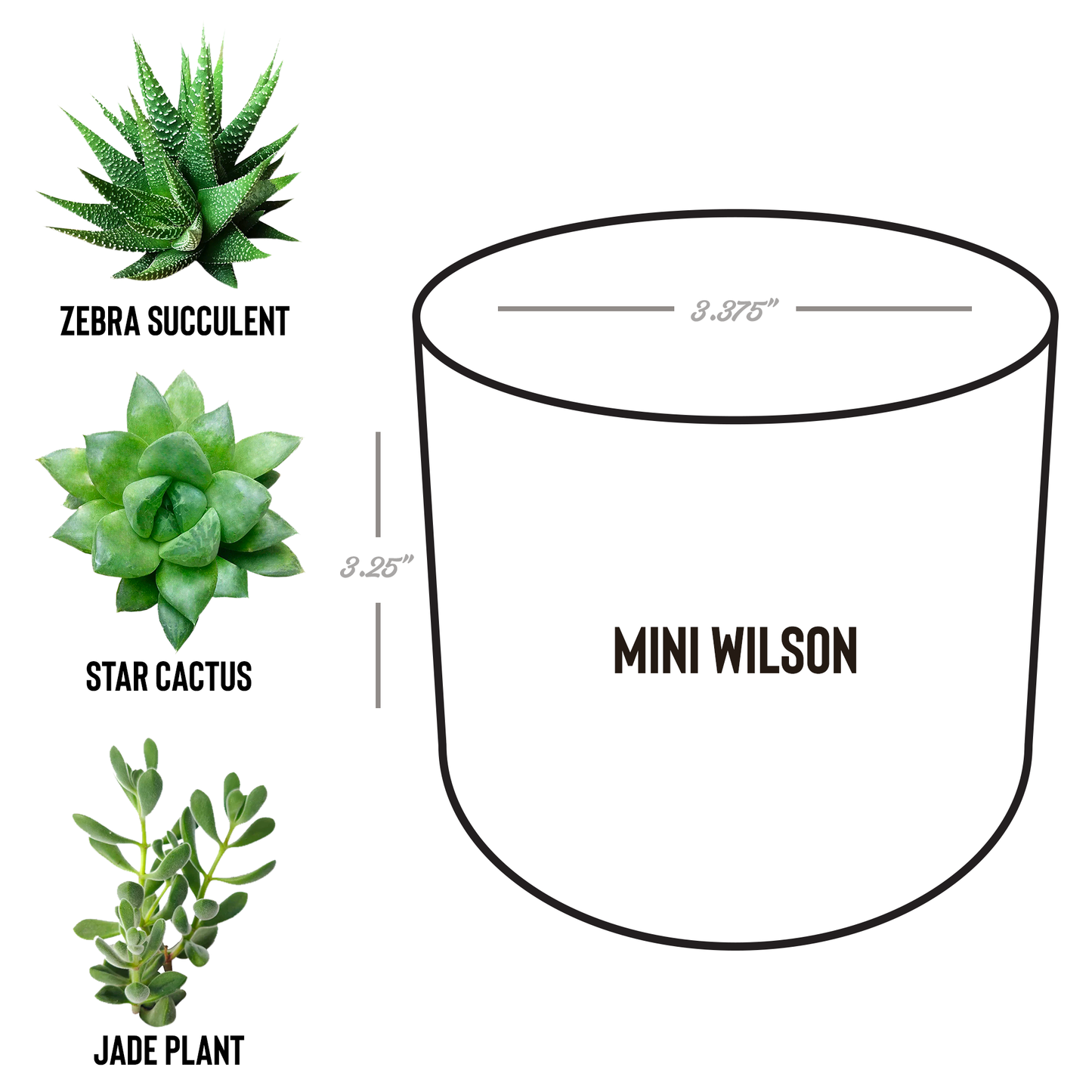 Play_In_Dirt_Desk_Planter_Wilson_Spec_Mockup.png
